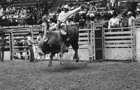 Mike Wilson on Bull #0