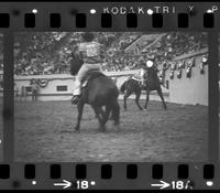 Reg/Leo Camarillo Team roping