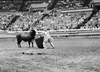 Rodeo clown Tommy Sheffield fighting Bull #13