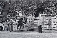 Butch Kirby on Bull #T13