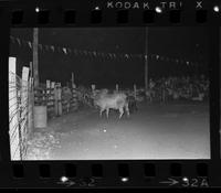 Unidentified Rodeo clowns Bull fighting