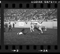 John Davis on Bull #27