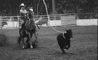 Alfalfa Fedderson Calf roping