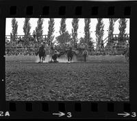 Tommy Combs Steer wrestling