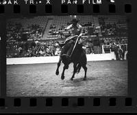 Unidentified Saddle bronc rider