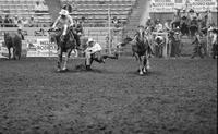 Joe Dorenkamp Steer wrestling