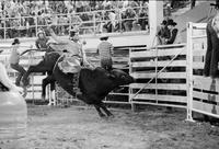 Rod Coquat on Bull #147