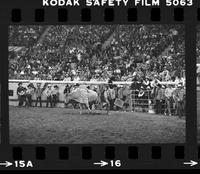John Bland on Bull #93