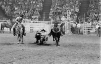 Steve Chapman Steer wrestling