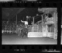 Bob Blackwood on Bull #5