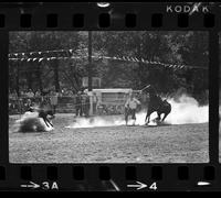 Unidentified Calf roper