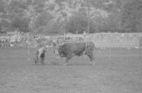 Unknown Rodeo clowns Bull fighting with Bull #26