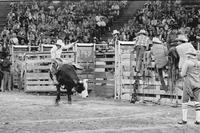 John Wyrick on Bull #55