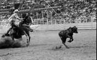 Larry Irish Calf roping