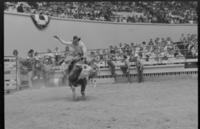 Bill Bonner on Bull #73