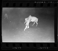 Rick Young & Jerry Olsen Bull fighting with "Amos Moses"