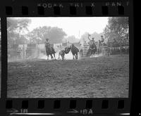 Eugene Smith Steer wrestling