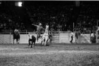 Bill Bush Calf roping