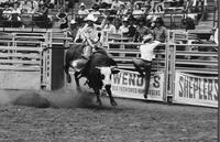 Gary Toole on Bull #83