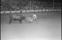 Unknown Rodeo clown fighting Bull "Texas Red"