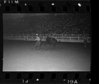 Unknown Rodeo clowns fighting Bull "Pee Wee"