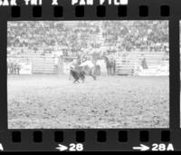 Tom Wacker Calf roping, 5th Perf.