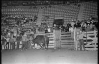Nelson Bennett on Bull #034