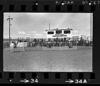 Unidentified Bull rider