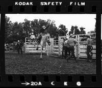 Gene Maynard on Saddle bronc #132