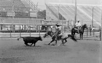 Unidentified rider in Quarter horse competition