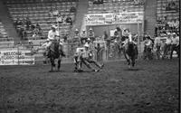 Kim Carrigan Steer wrestling