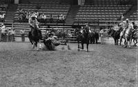 Tommy Combs Steer wrestling