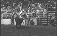 Lyle Sankey re-ride on Bull #52