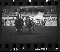 Lee Chesman Steer wrestling