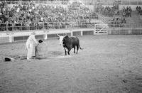 Rodeo clown Tommy Sheffield Bull fighting