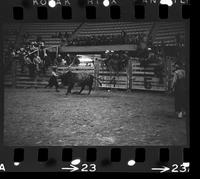 Unidentified Rodeo clown Bull fighting