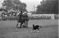 Unidentified calf roper