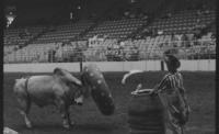 Unidentified Rodeo clowns Bull fighting