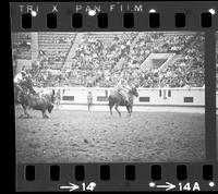 Les Hirdes & Harold Mattos Team roping