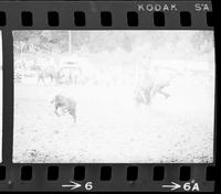 Charley Menker Calf roping