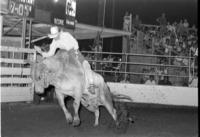 Condon Goos on Bull #13