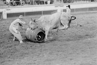 Tommy Sheffield Fighting Bull #8