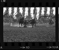 Bill Duvall Steer wrestling