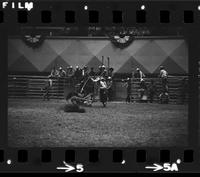 Roy Burk Calf roping