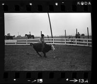 Bob Davis Kids Bull riding