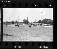 Allen Bates Ribbon roping