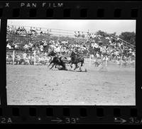 Preston Attchison Steer wrestling