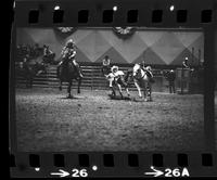 Bill Lee Steer wrestling