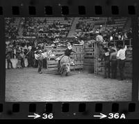 Unidentified Bull rider