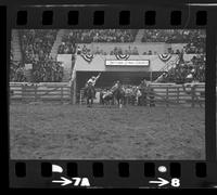 Tom Ferguson Steer Wrestling